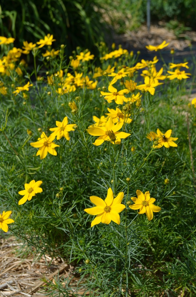 Coreopsis verticillata 'Grandiflora' - La Pépinière d'Agnens