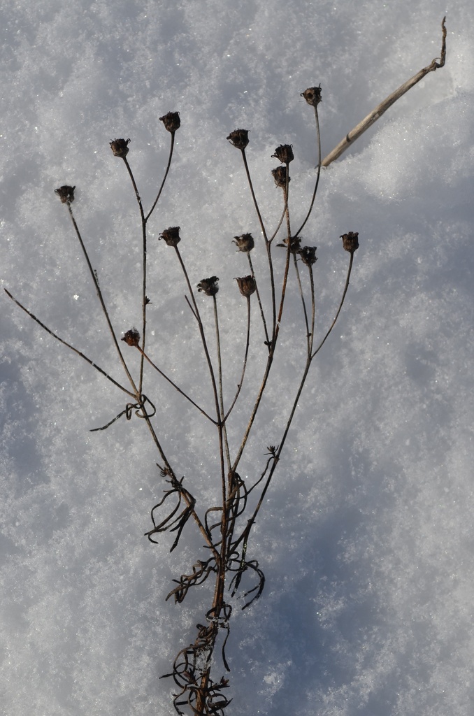 Coreopsis verticillata 'Grandiflora' - La Pépinière d'Agnens