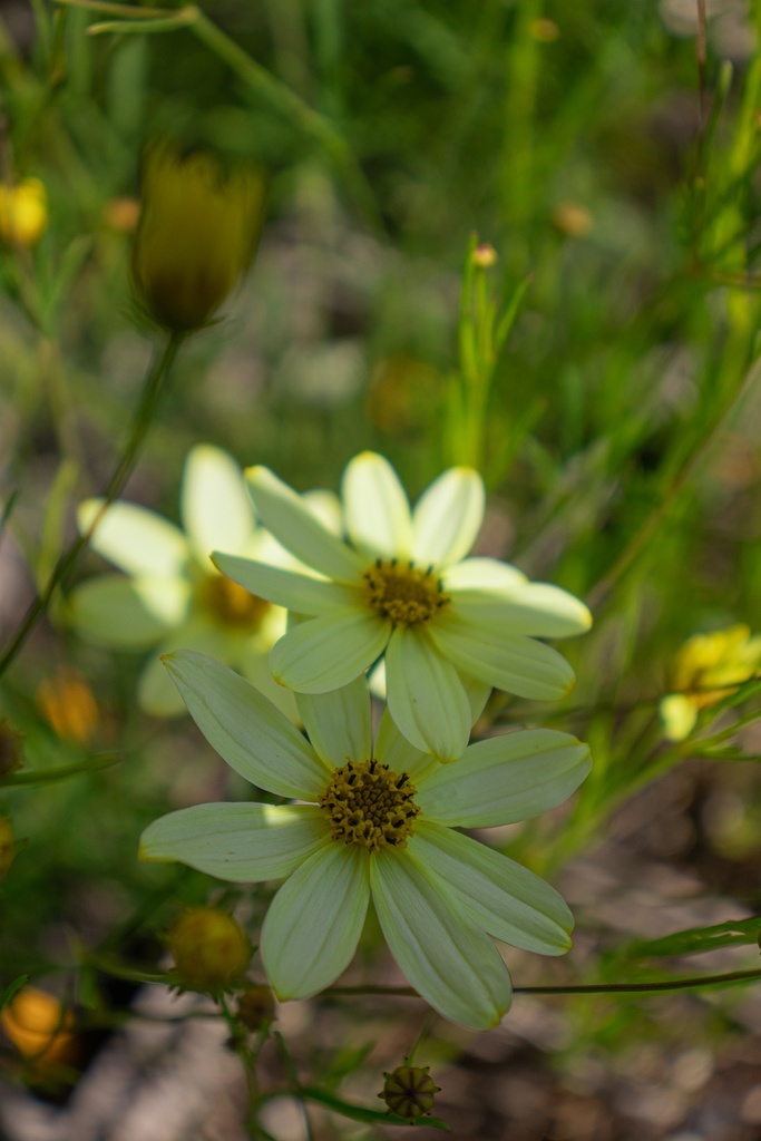 Coreopsis verticillata 'Moonbeam' - La Pépinière d'Agnens
