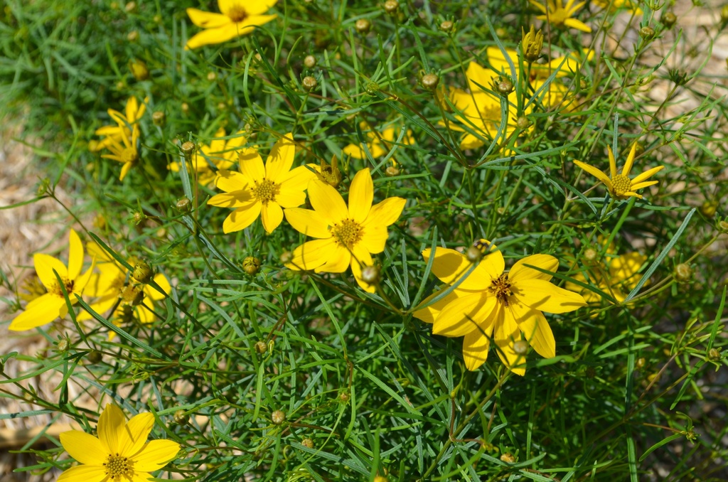 Coreopsis verticillata 'Zagreb' - La Pépinière d'Agnens