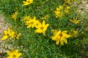 Coreopsis verticillata 'Zagreb' - La Pépinière d'Agnens
