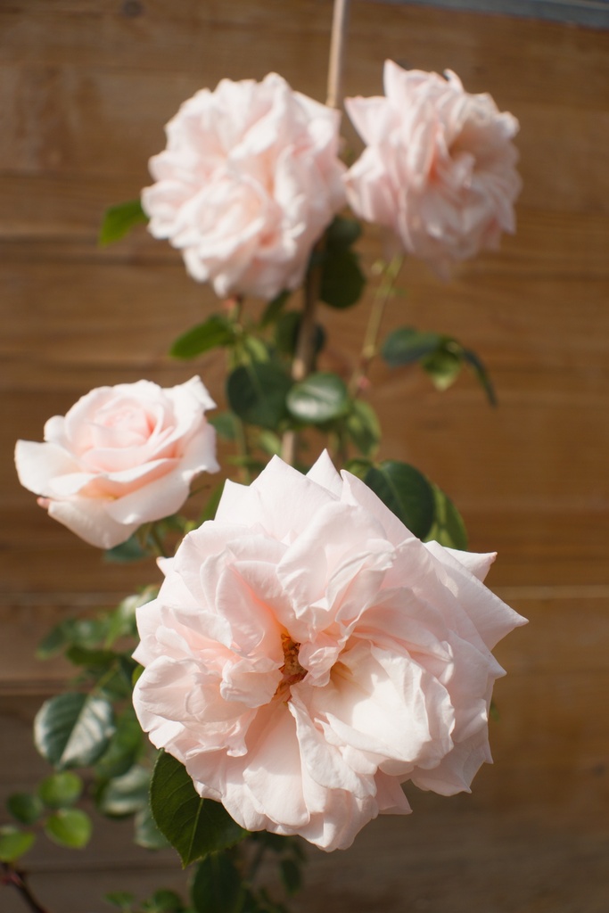 Rosa grimpant 'Penny Lane'- la Pépinière d'Agnens