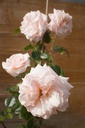 Rosa grimpant 'Penny Lane'- la Pépinière d'Agnens