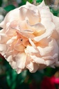 Rosa grimpant 'Penny Lane'- la Pépinière d'Agnens