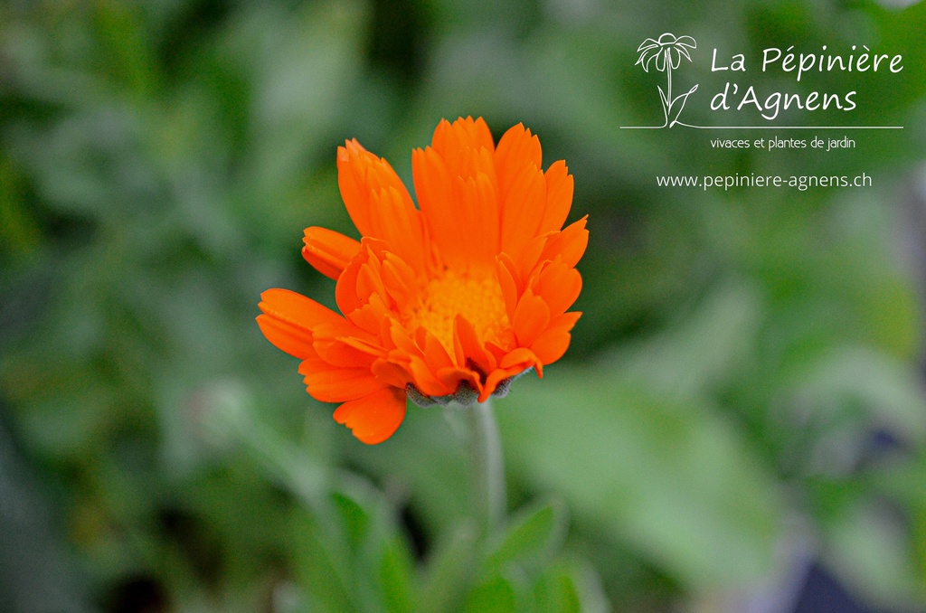 Calendula officinalis - La pépinière d'Agnens