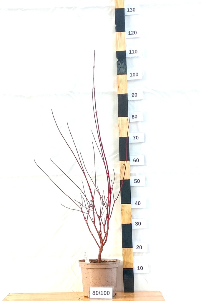 Cornus alba 'Elegantissima' - La Pépinière d'Agnens