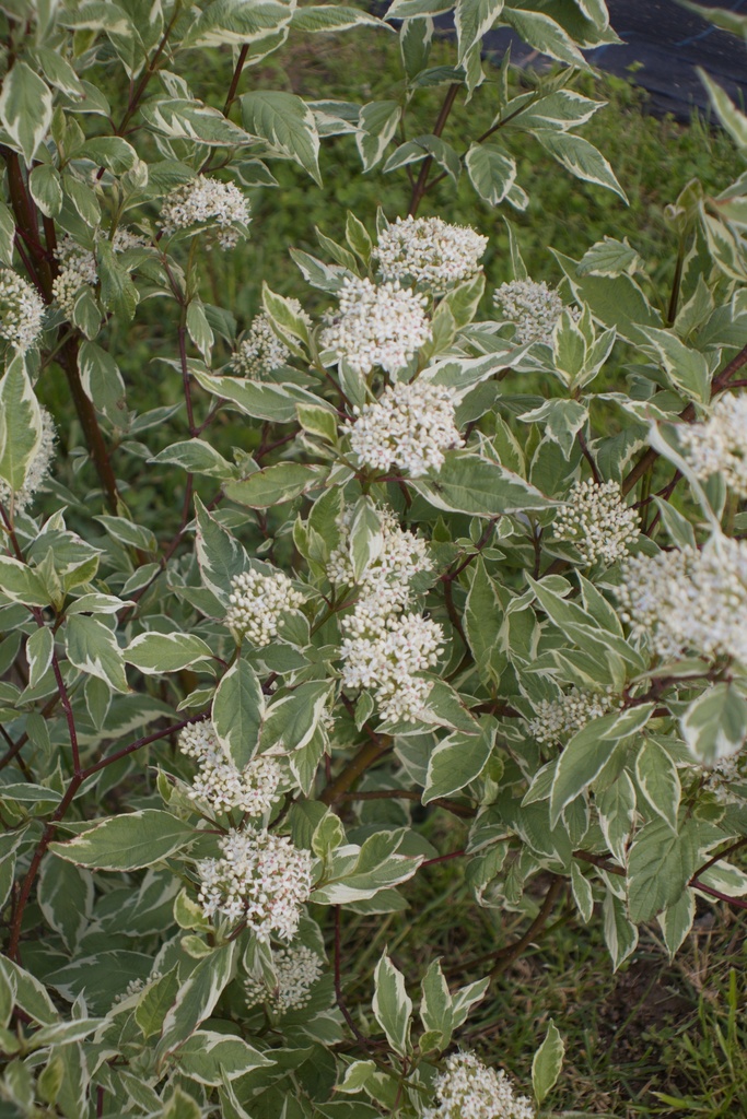 Cornus alba 'Elegantissima' - La Pépinière d'Agnens