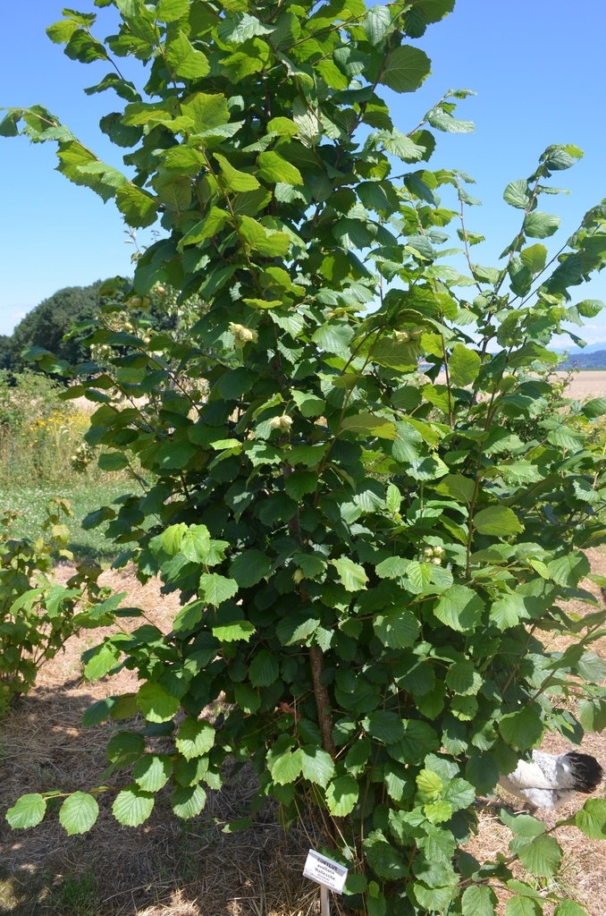 Corylus avellana 'Hallesche Riesennuss' - La Pépinière d'Agnens