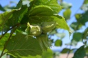 Corylus avellana 'Hallesche Riesennuss' - La Pépinière d'Agnens