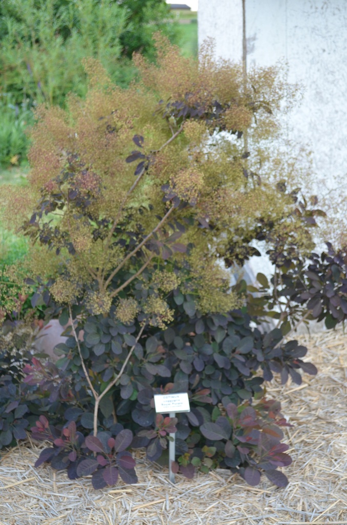 Cotinus coggygria 'Royal Purple' - La Pépinière d'Agnens