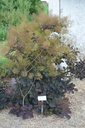 Cotinus coggygria 'Royal Purple' - La Pépinière d'Agnens