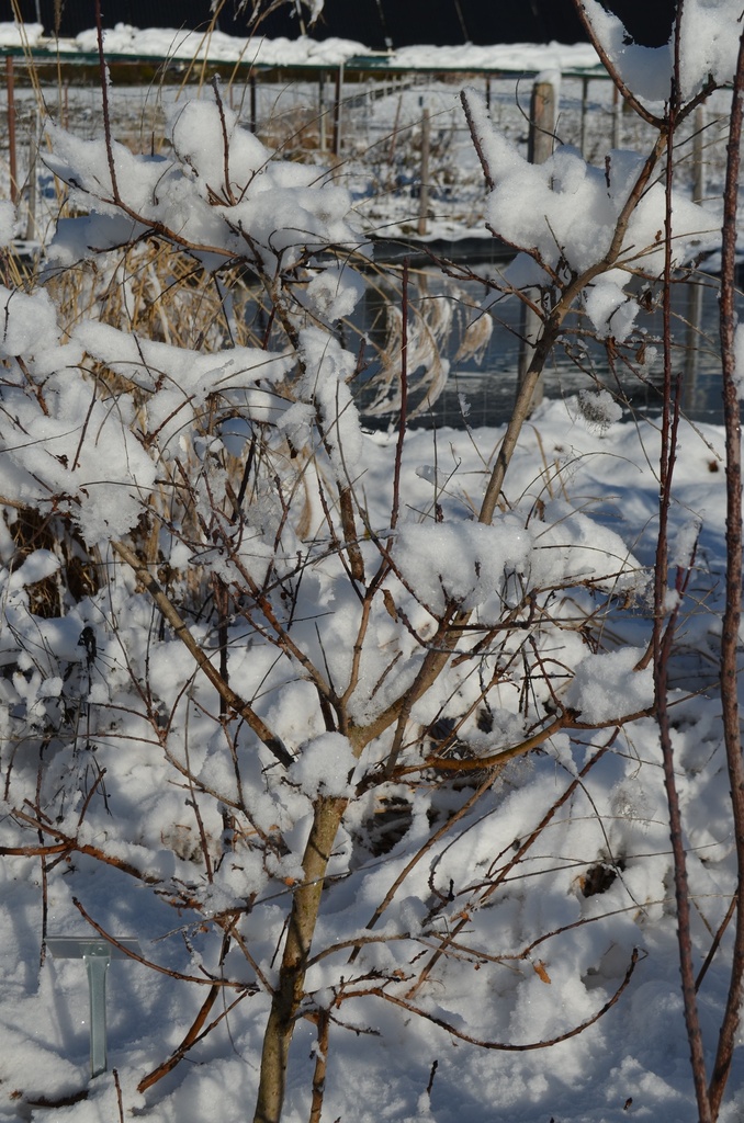 Cotinus coggygria 'Royal Purple' - La Pépinière d'Agnens