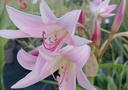 Crinum powellii - La Pépinière d'Agnens