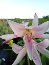 Crinum powellii - La Pépinière d'Agnens