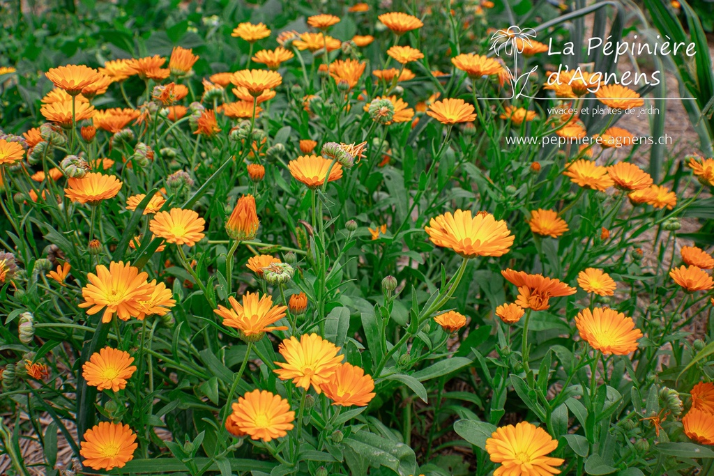 Calendula officinalis - La pépinière d'Agnens