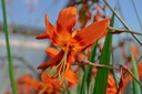 Crocosmia hybride 'Emily McKenzie' - La Pépinière d'Agnens