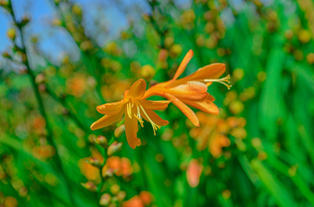Crocosmia hybride 'George Davidson' - La Pépinière d'Agnens