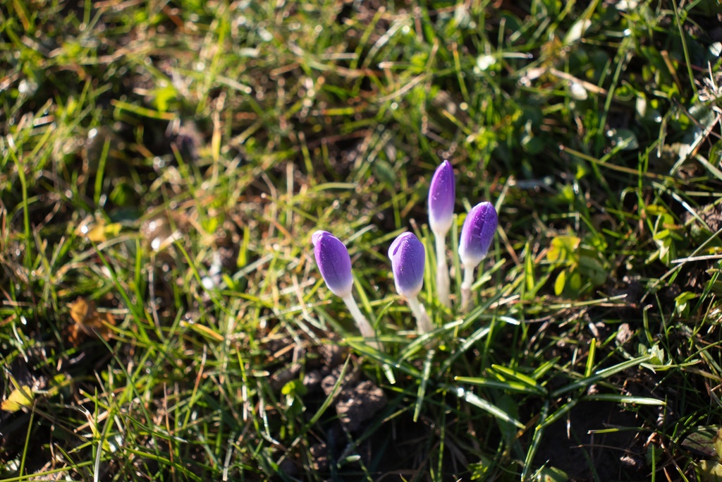 Crocus automne speciosus - La Pépinière d'Agnens