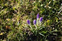 Crocus automne speciosus - La Pépinière d'Agnens