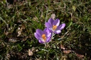 Crocus automne speciosus - La Pépinière d'Agnens