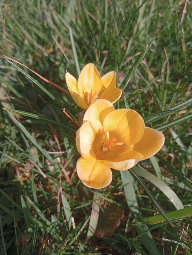 Crocus botanique 'Cream Breauty' - La Pépinière d'Agnens