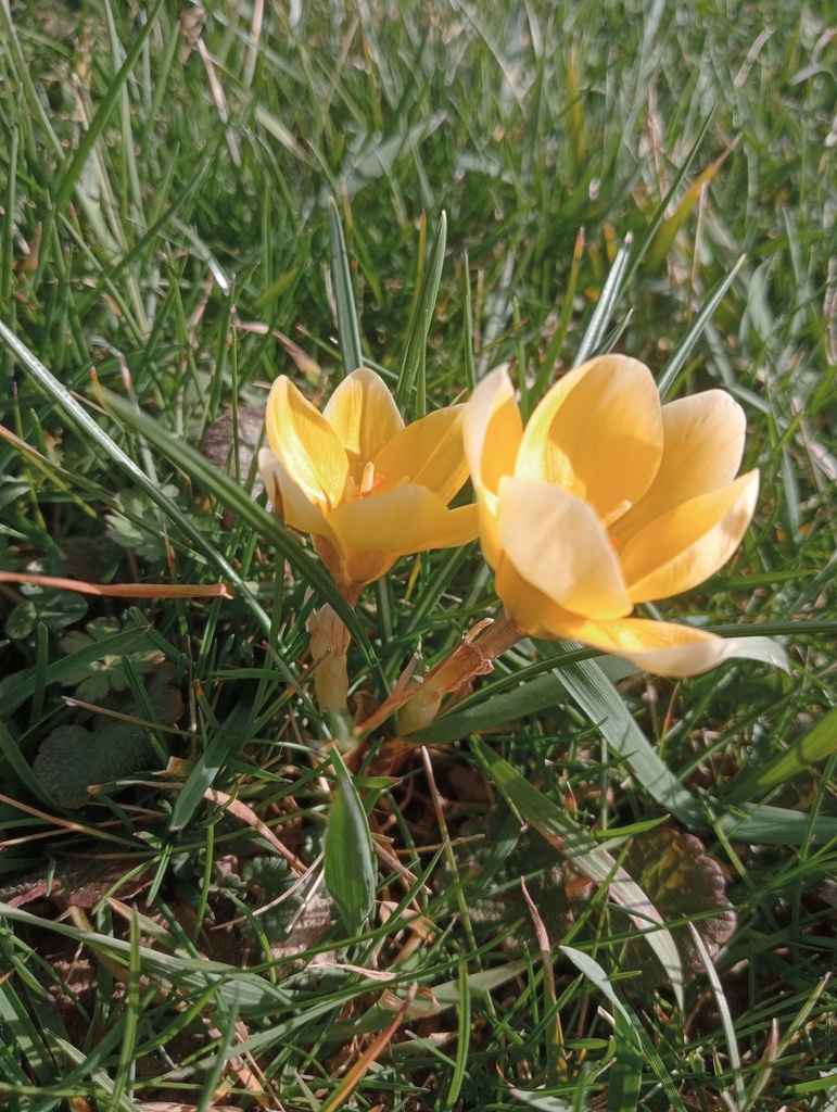 Crocus botanique 'Cream Breauty' - La Pépinière d'Agnens