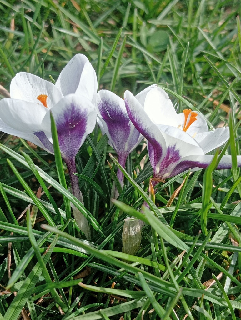 Crocus botanique 'Prins Claus' - La Pépinière d'Agnens