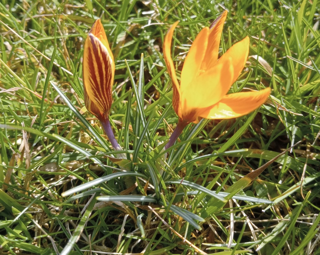 Crocus botanique angustifolius - La Pépinière d'Agnens
