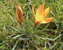 Crocus botanique angustifolius - La Pépinière d'Agnens