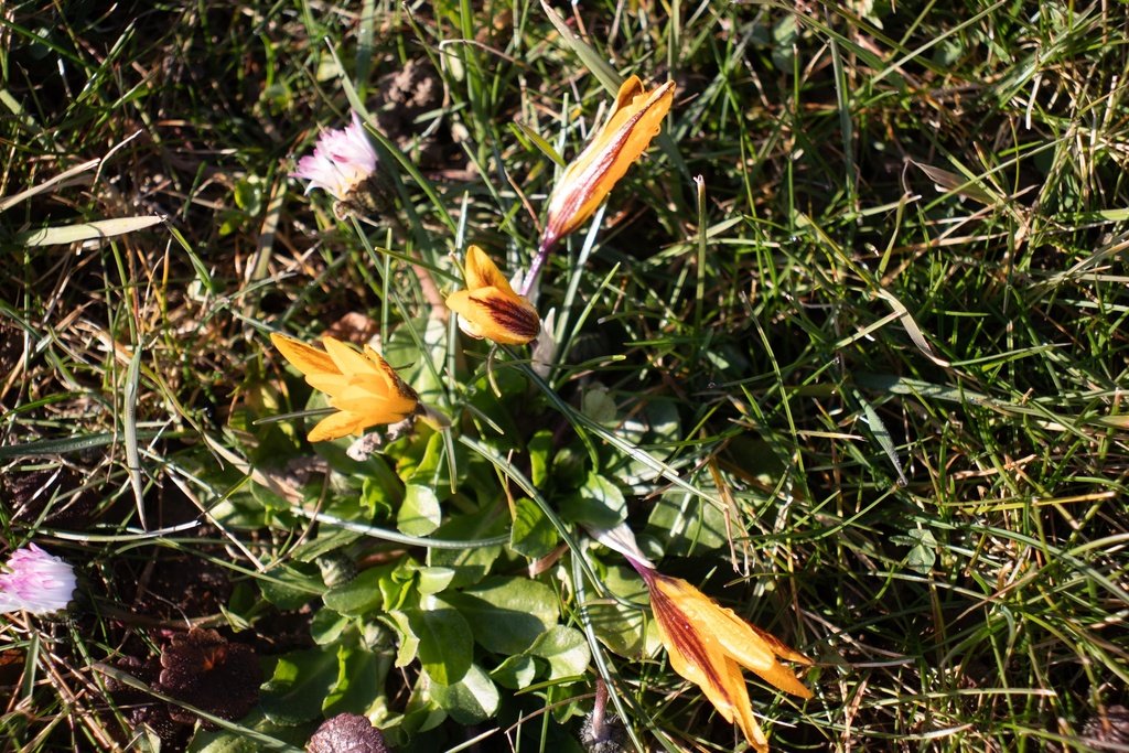 Crocus botanique angustifolius - La Pépinière d'Agnens