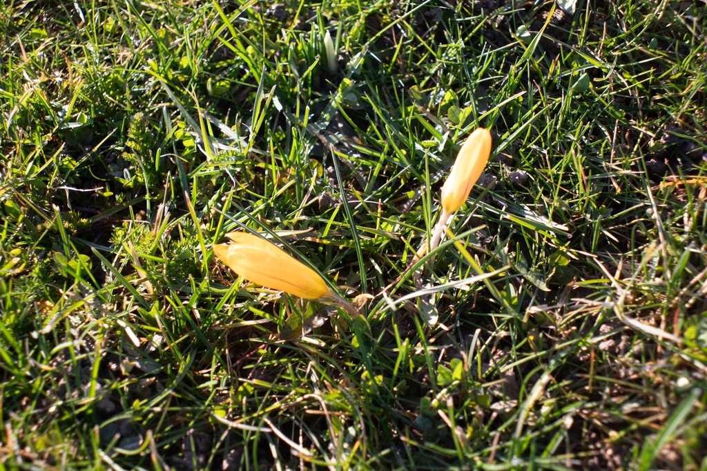 Crocus botanique angustifolius - La Pépinière d'Agnens