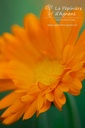 Calendula officinalis - La pépinière d'Agnens