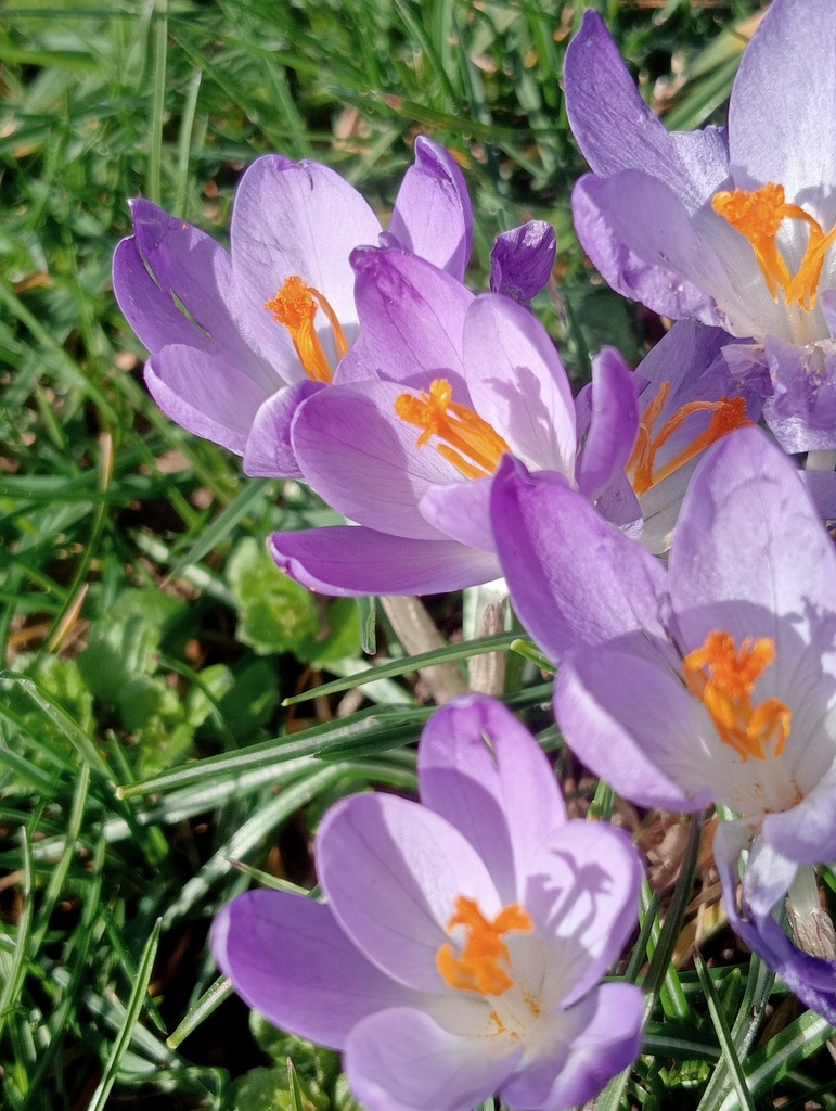 Crocus botanique tommasinianus - La Pépinière d'Agnens