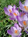 Crocus botanique tommasinianus - La Pépinière d'Agnens