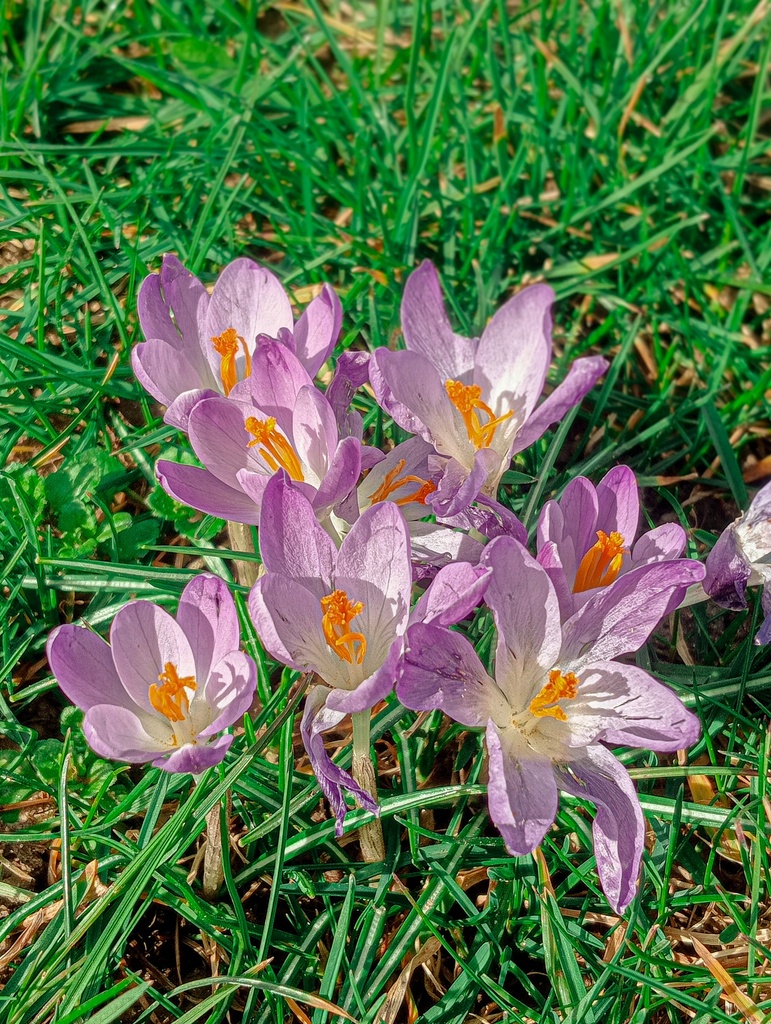 Crocus botanique tommasinianus - La Pépinière d'Agnens
