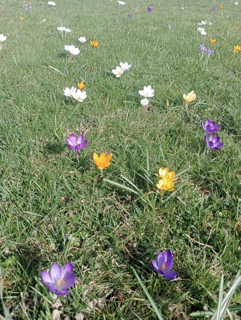Crocus grande fleurs mélange - La Pépinière d'Agnens