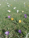Crocus grande fleurs mélange - La Pépinière d'Agnens