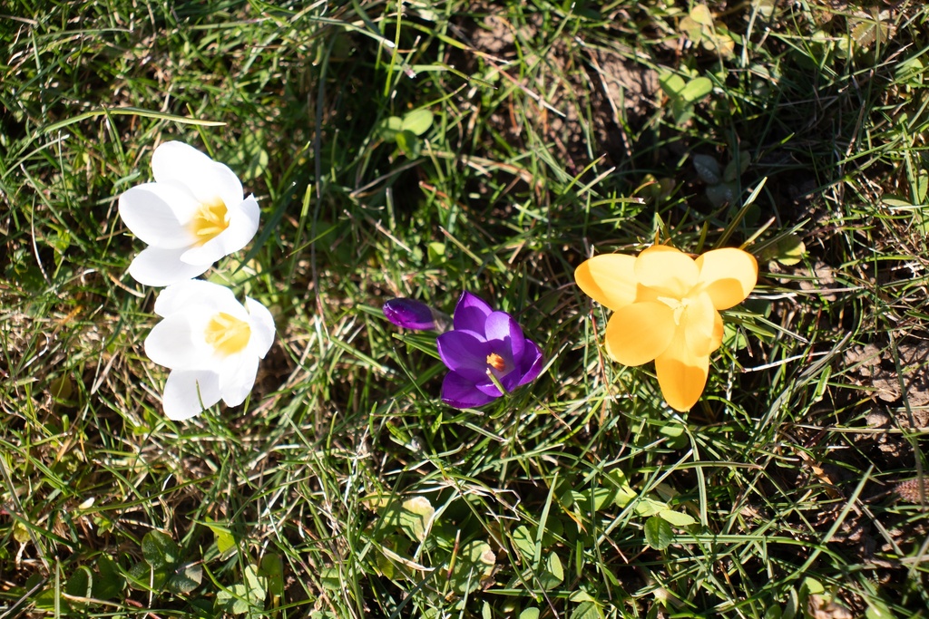 Crocus grande fleurs mélange - La Pépinière d'Agnens