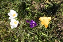 Crocus grande fleurs mélange - La Pépinière d'Agnens