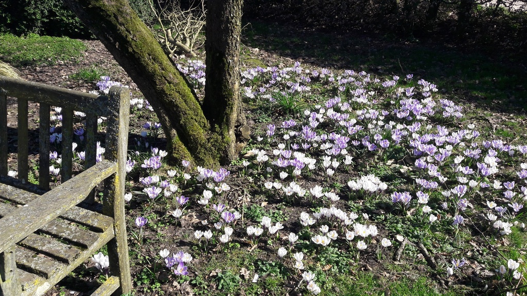 Crocus grande fleurs mélange - La Pépinière d'Agnens