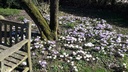 Crocus grande fleurs mélange - La Pépinière d'Agnens