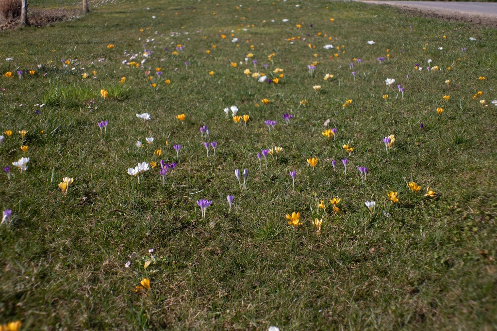 Crocus grande fleurs mélange - La Pépinière d'Agnens