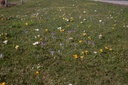 Crocus grande fleurs mélange - La Pépinière d'Agnens
