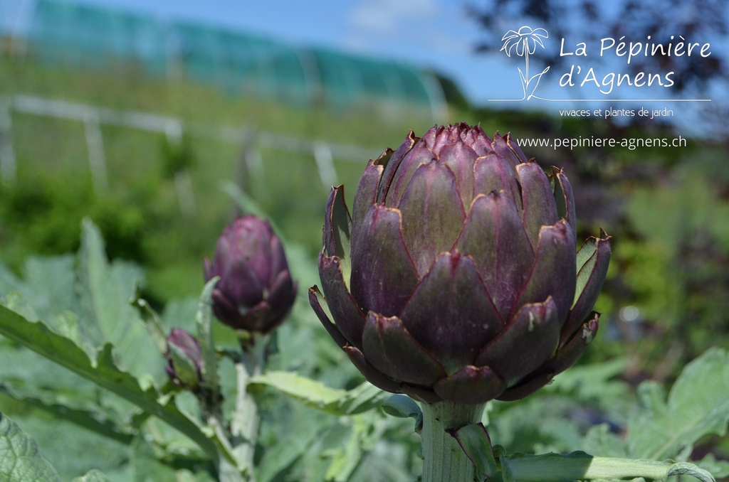 Cynara scolymus - La Pépinière d'Agnens