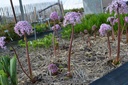 Darmera peltata - La Pépinière d'Agnens