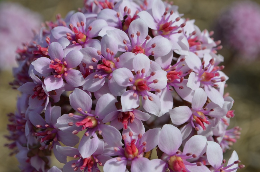 Darmera peltata - La Pépinière d'Agnens