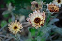 Calendula officinalis - La pépinière d'Agnens