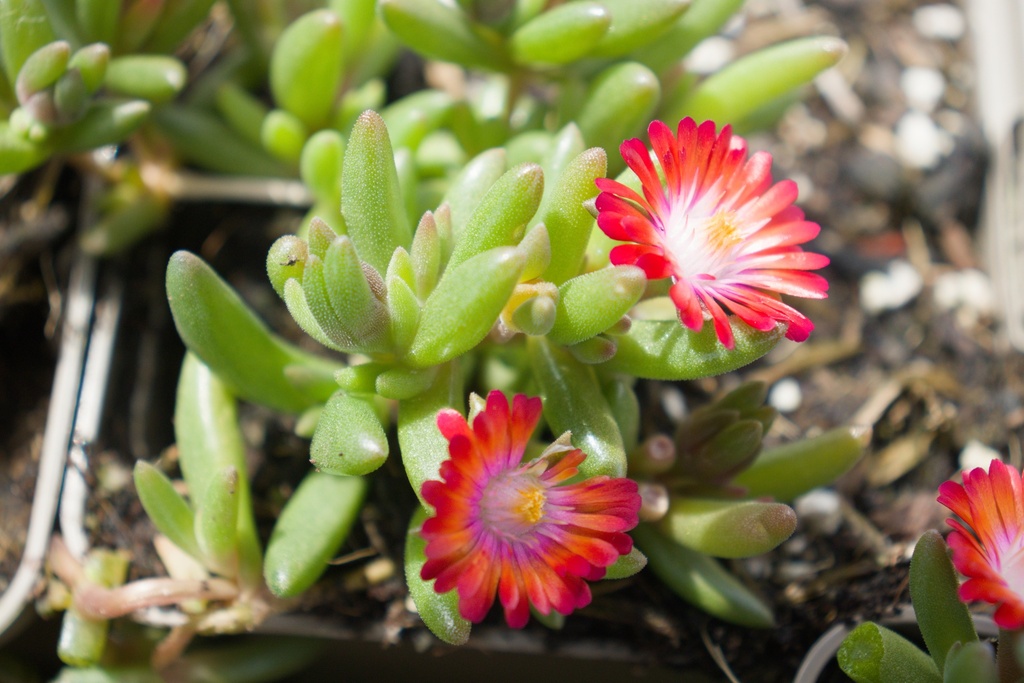 Delosperma 'Jewel of Desert Grenade' - La Pépinière d'Agnens