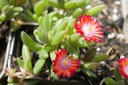 Delosperma 'Jewel of Desert Grenade' - La Pépinière d'Agnens
