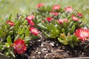 Delosperma 'Jewel of Desert Grenade' - La Pépinière d'Agnens